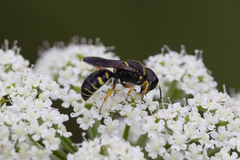 Ectemnius decemmaculatus