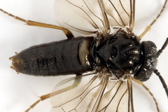 Pseudodineura fuscula