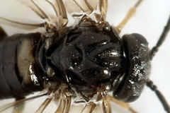 Pseudodineura fuscula