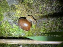 Megaustenia imperator