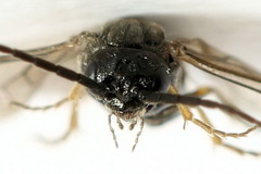 Pseudodineura fuscula