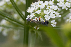 Ectemnius decemmaculatus