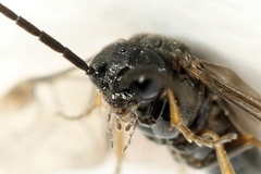 Pseudodineura fuscula