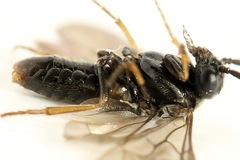 Pseudodineura fuscula