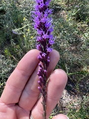 Liatris quadriflora