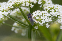 Ectemnius decemmaculatus