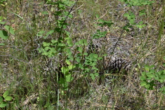 Carex petasata