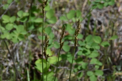 Carex petasata