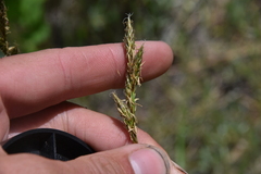 Carex petasata