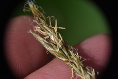 Carex petasata