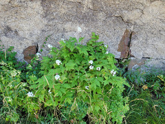 Actaea rubra neglecta