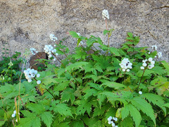 Actaea rubra neglecta