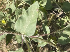 Helianthus annuus