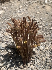 Aphyllon franciscanum