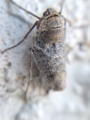 Alsophila pometaria