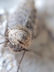 Alsophila pometaria