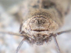 Alsophila pometaria