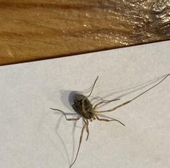 Oligolophinae