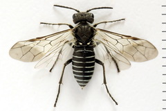 Sciapteryx consobrina