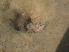 Salaria pavo