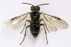 Sciapteryx consobrina