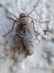 Alsophila pometaria
