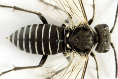 Sciapteryx consobrina