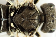 Sciapteryx consobrina