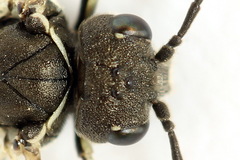 Sciapteryx consobrina