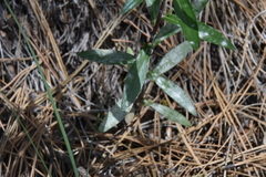 Erysiphaceae