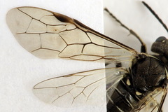 Sciapteryx consobrina