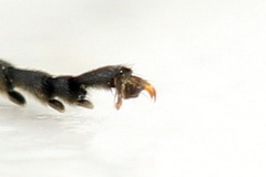 Sciapteryx consobrina