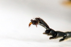 Sciapteryx consobrina