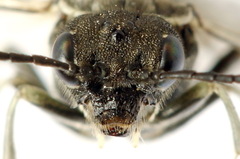 Sciapteryx consobrina