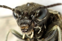 Sciapteryx consobrina