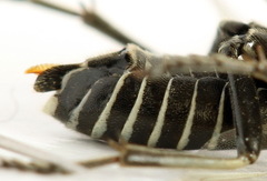 Sciapteryx consobrina