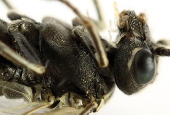 Sciapteryx consobrina