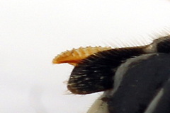 Sciapteryx consobrina