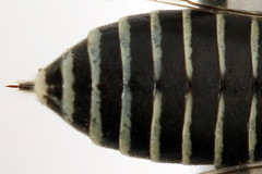 Sciapteryx consobrina