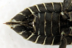 Sciapteryx consobrina