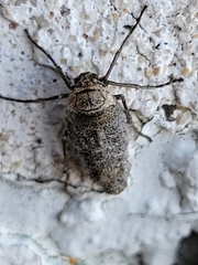 Alsophila pometaria