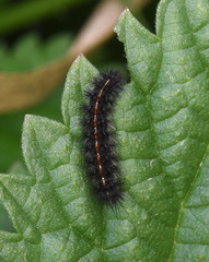 Diacrisia sannio
