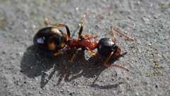 Dolichoderus quadripunctatus