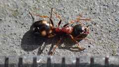 Dolichoderus quadripunctatus