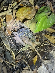 Paramesotriton hongkongensis