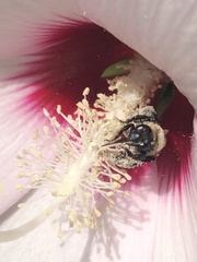 Ptilothrix bombiformis