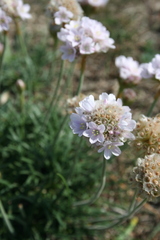Armeria maritima