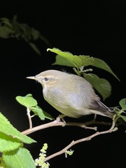 Phylloscopus fuscatus