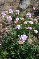 Armeria maritima