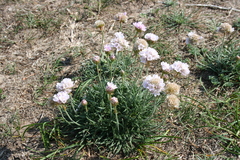 Armeria maritima
